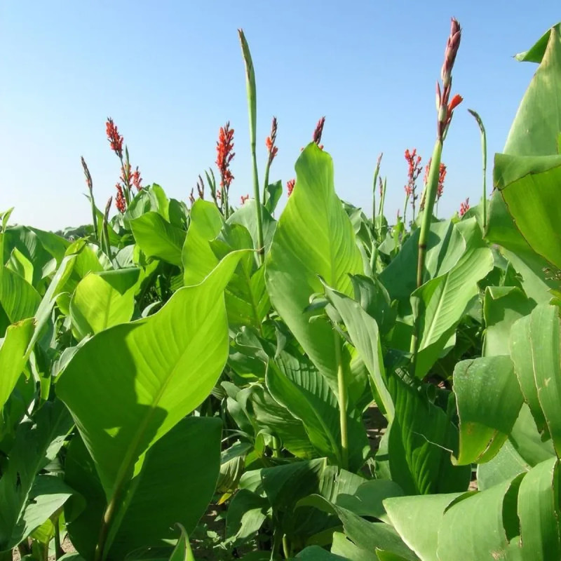 Canna Géant Marabout - Canna indica | Achat direct au producteur