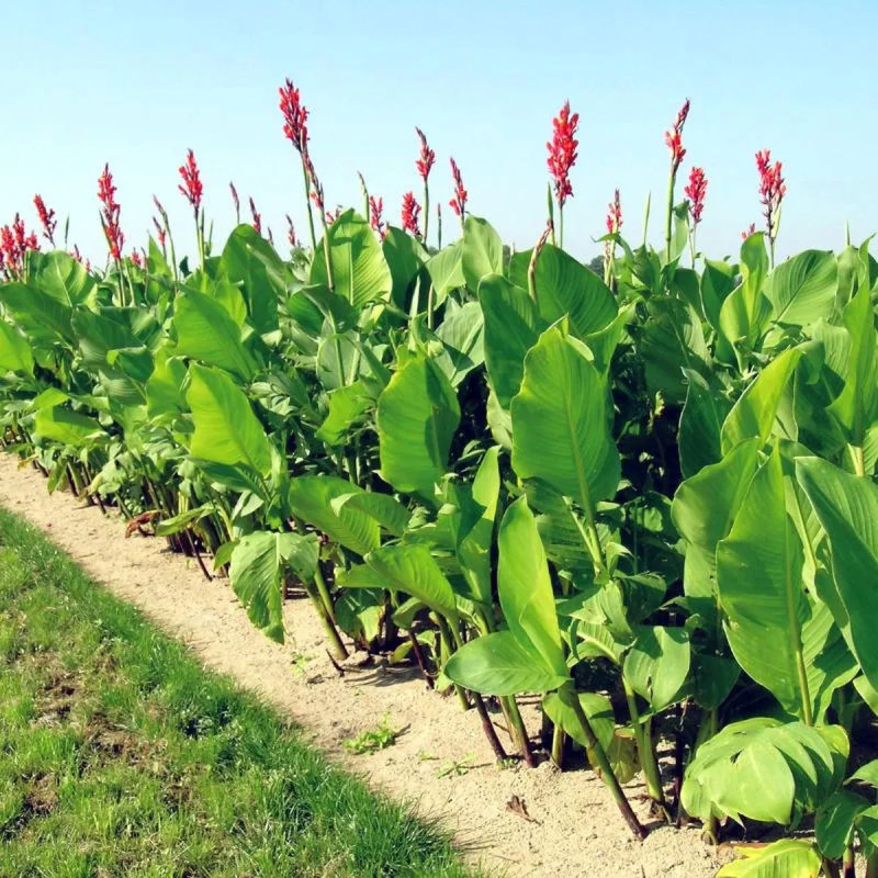 Canna Géant Marabout - Canna indica | Achat direct au producteur