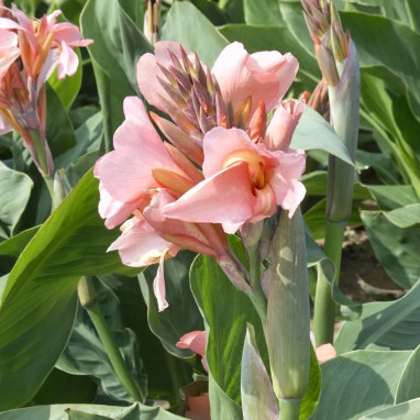 Canna nain Alberick - Canna | Achat direct au producteur
