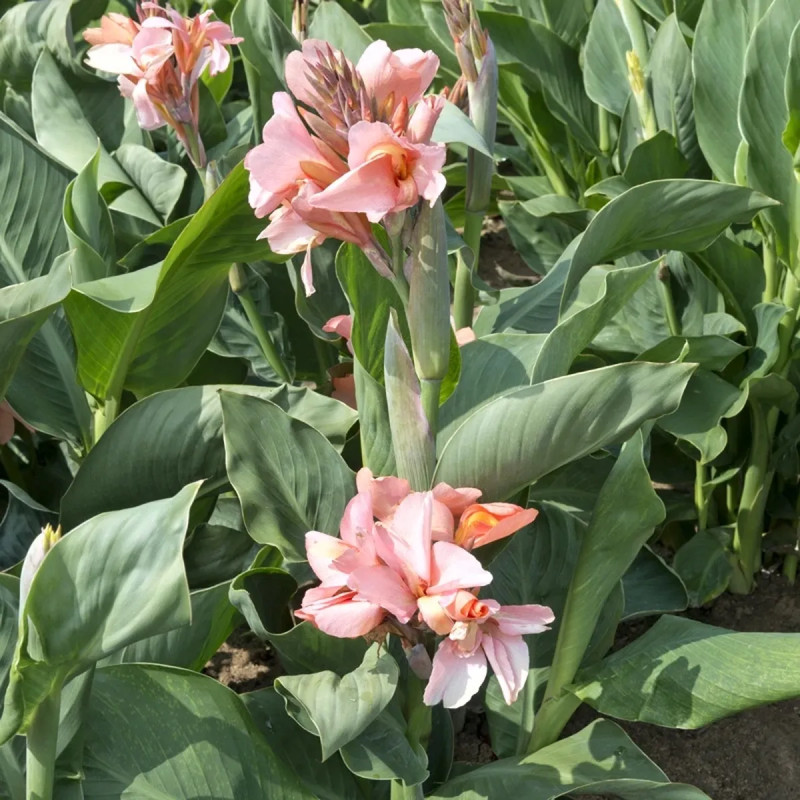 Canna nain Alberick - Canna | Achat direct au producteur