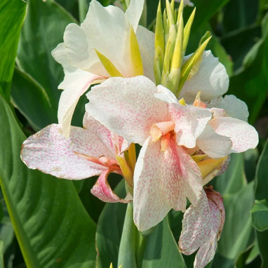 Canna nain 'Confetti' - Canna | Achat direct au producteur