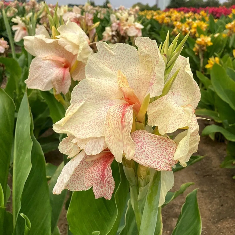 Canna nain 'Confetti' - Canna | Achat direct au producteur