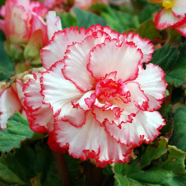 Bégonia 'Clair de Lune' Prima Donna - Begonia | Achat producteur