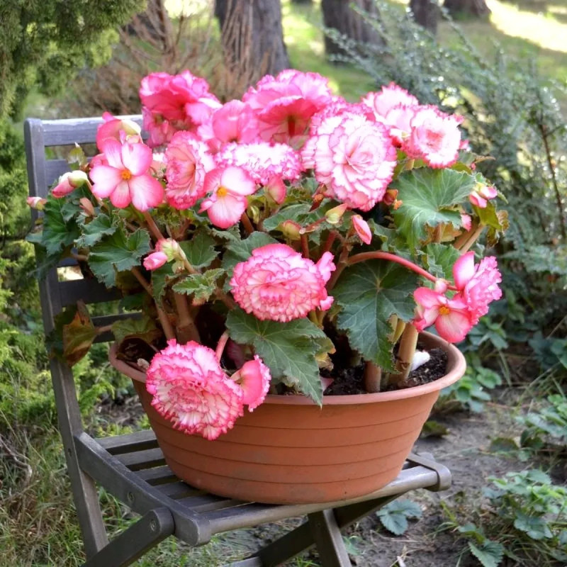 Bégonia 'Clair de Lune' Prima Donna - Begonia | Achat producteur