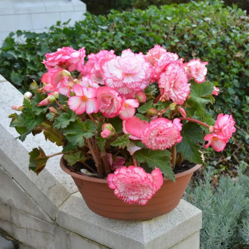 Bégonia 'Clair de Lune' Prima Donna - Begonia | Achat producteur