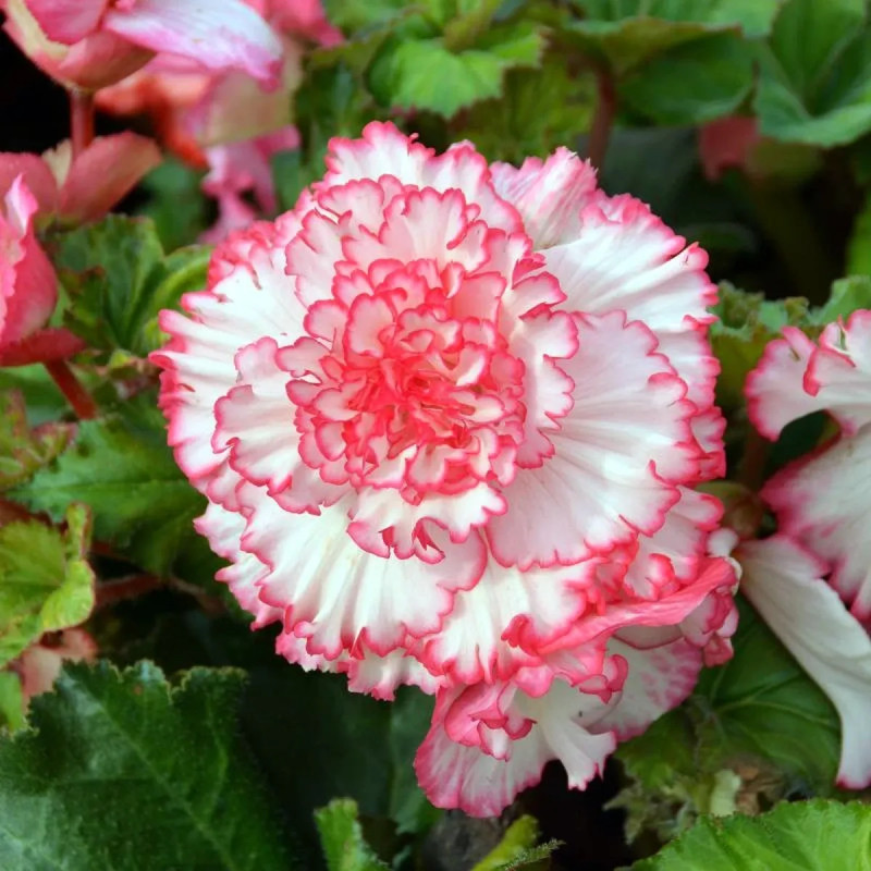 Bégonia 'Clair de Lune' Prima Donna - Begonia | Achat producteur