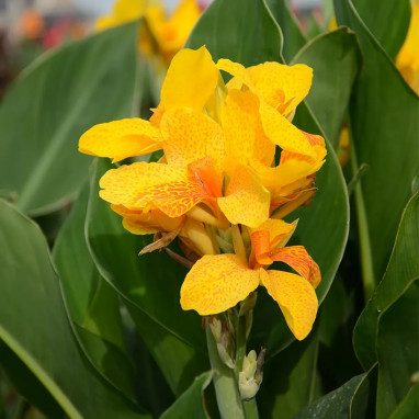 Canna nain 'Caballero' - Canna | Achat direct au producteur