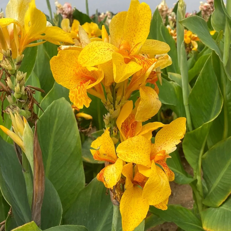 Canna nain 'Caballero' - Canna | Achat direct au producteur
