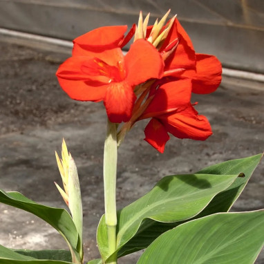 Canna nain Flamenco - Canna indica | Achat direct au producteur