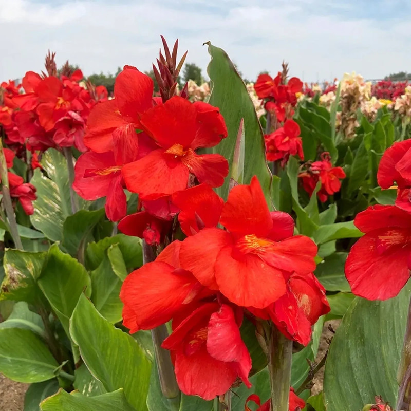 Canna nain Flamenco - Canna indica | Achat direct au producteur