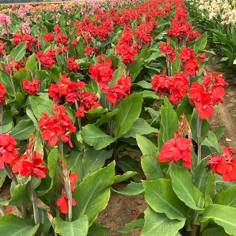 Canna nain Flamenco - Canna indica | Achat direct au producteur