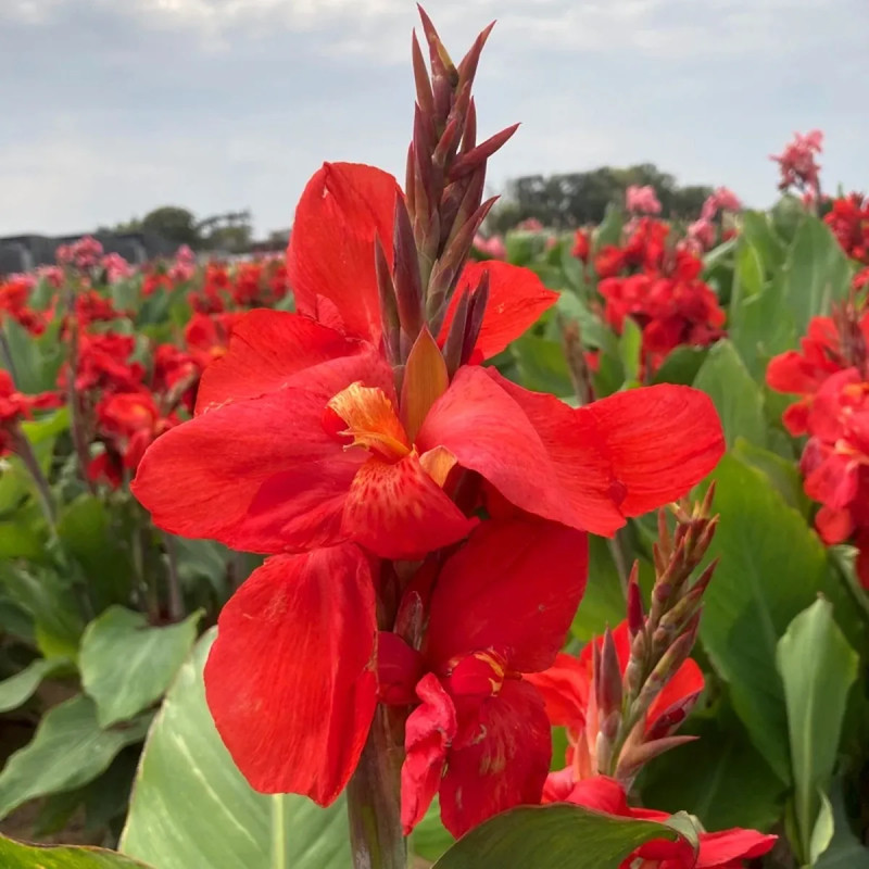 Canna nain Flamenco - Canna indica | Achat direct au producteur