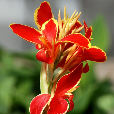 Canna nain Lucifer - Canna | Achat direct au producteur