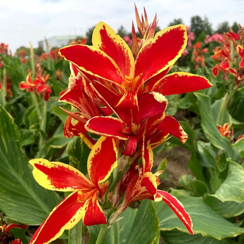 Canna nain Lucifer - Canna | Achat direct au producteur