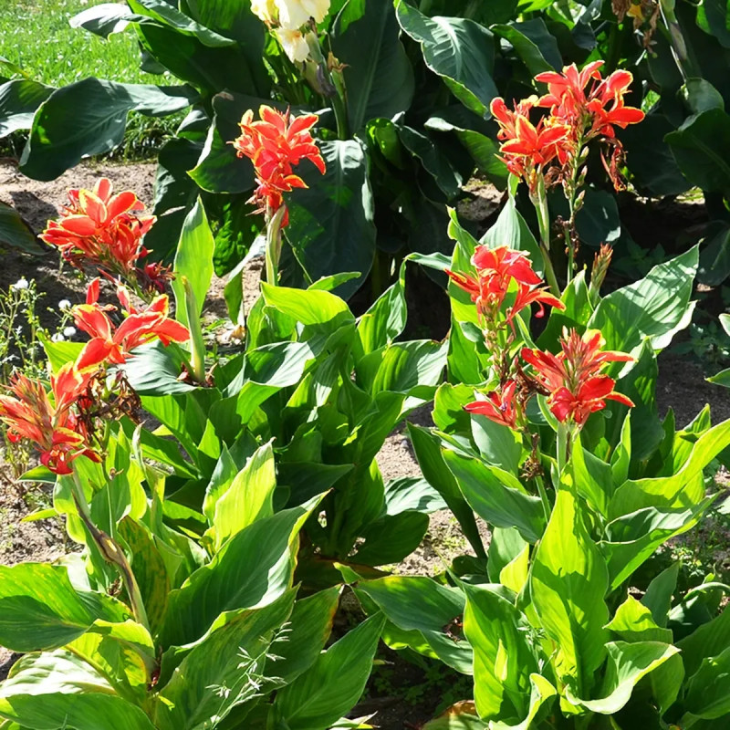 Canna nain Lucifer - Canna | Achat direct au producteur