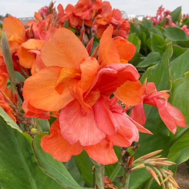 Canna nain Macumba - Balisier | Achat direct au producteur