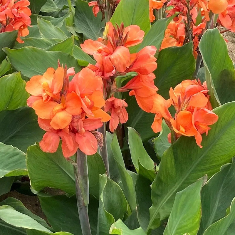 Canna nain Macumba - Balisier | Achat direct au producteur