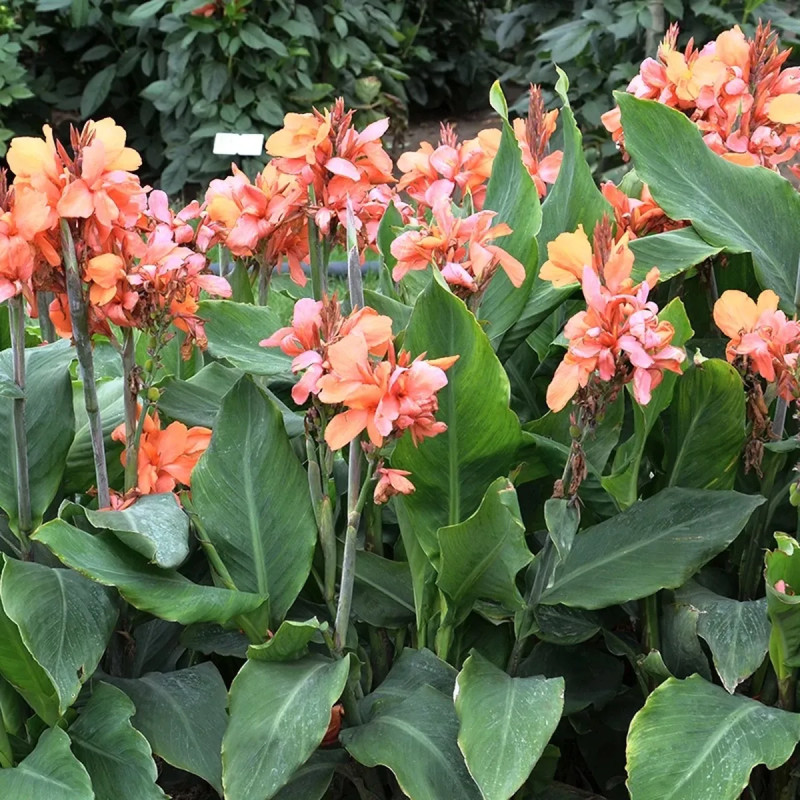 Canna nain Macumba - Balisier | Achat direct au producteur