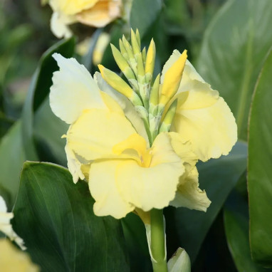 Canna Nain 'Puck' - Balisier | Achat direct au producteur