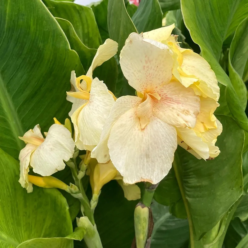 Canna Nain 'Puck' - Balisier | Achat direct au producteur