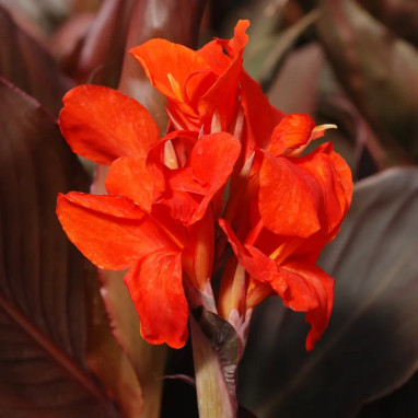 Canna Nain 'Corail' - Canna | Achat direct au producteur