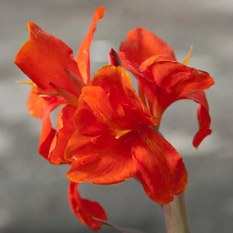 Canna Nain 'Corail' - Canna | Achat direct au producteur