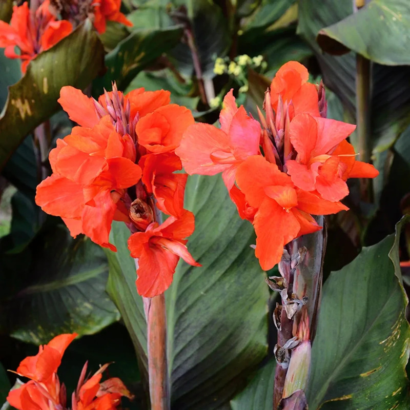 Canna Nain 'Corail' - Canna | Achat direct au producteur