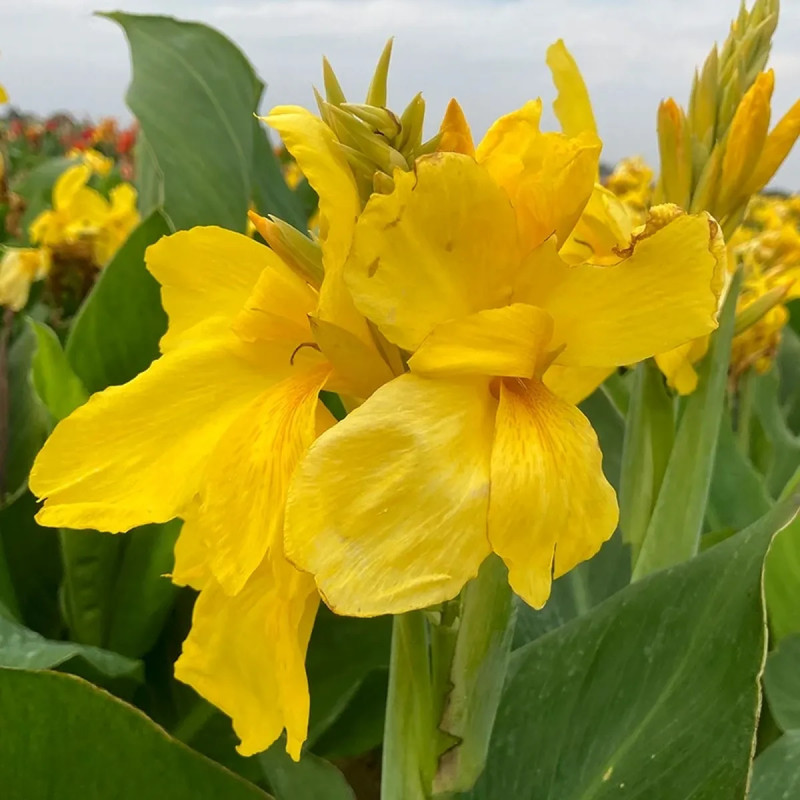 Canna nain 'Salsa' - Balisier | Achat direct au producteur