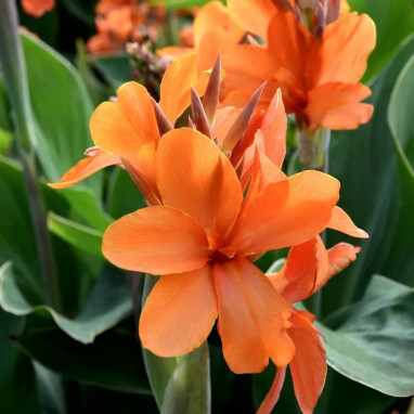 Canna nain Saumur - Canna indica | Achat direct au producteur