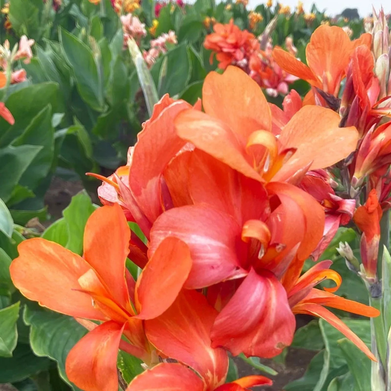 Canna nain Saumur - Canna indica | Achat direct au producteur