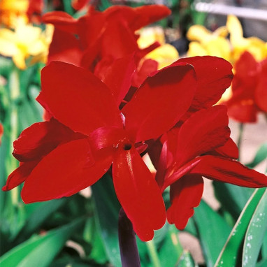 Canna nain Strasbourg - Canna | Achat direct au producteur