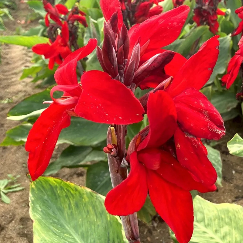 Canna nain Strasbourg - Canna | Achat direct au producteur