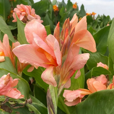 Canna nain Sunrise - Canna indica | Achat direct au producteur
