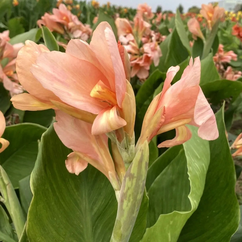 Canna nain Sunrise - Canna indica | Achat direct au producteur