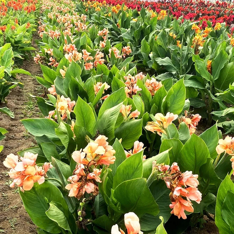 Canna nain Sunrise - Canna indica | Achat direct au producteur
