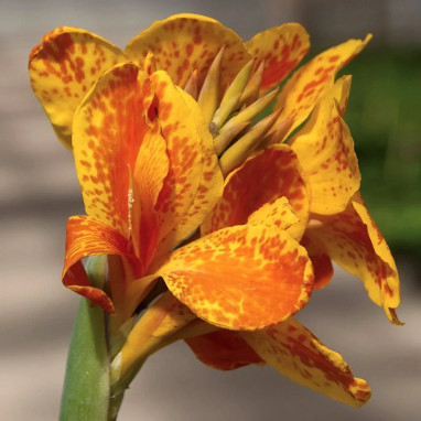 Canna nain Taroudant - Canna | Achat direct au producteur