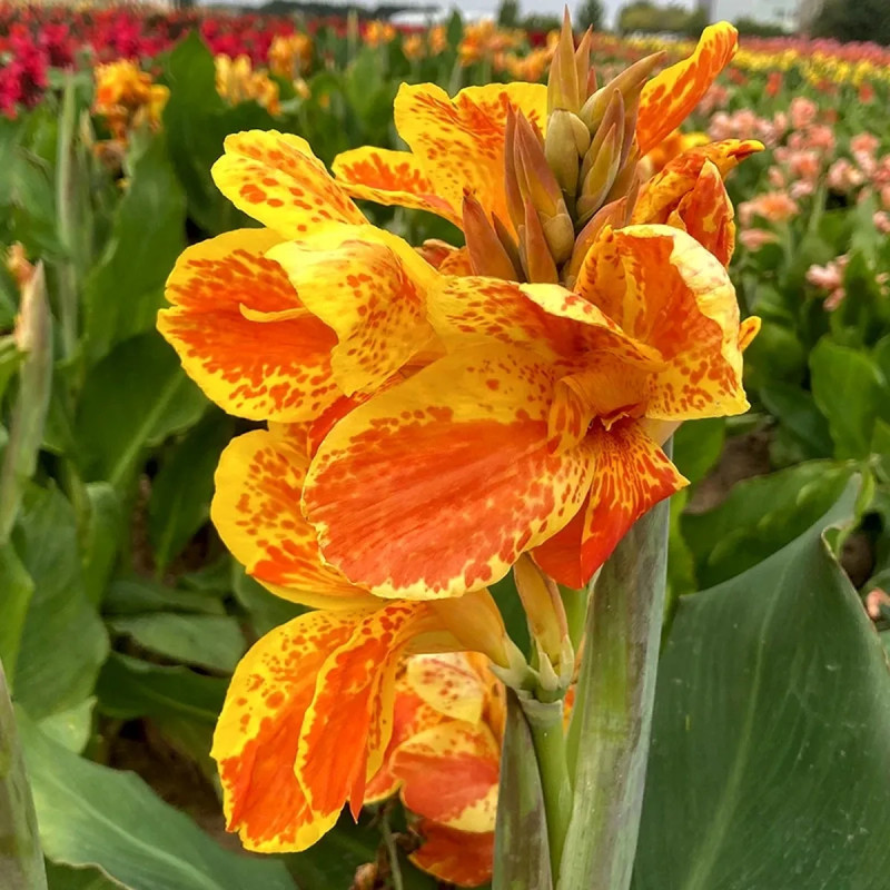 Canna nain Taroudant - Canna | Achat direct au producteur