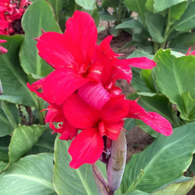 Canna nain Zumba - Canna indica | Achat direct au producteur