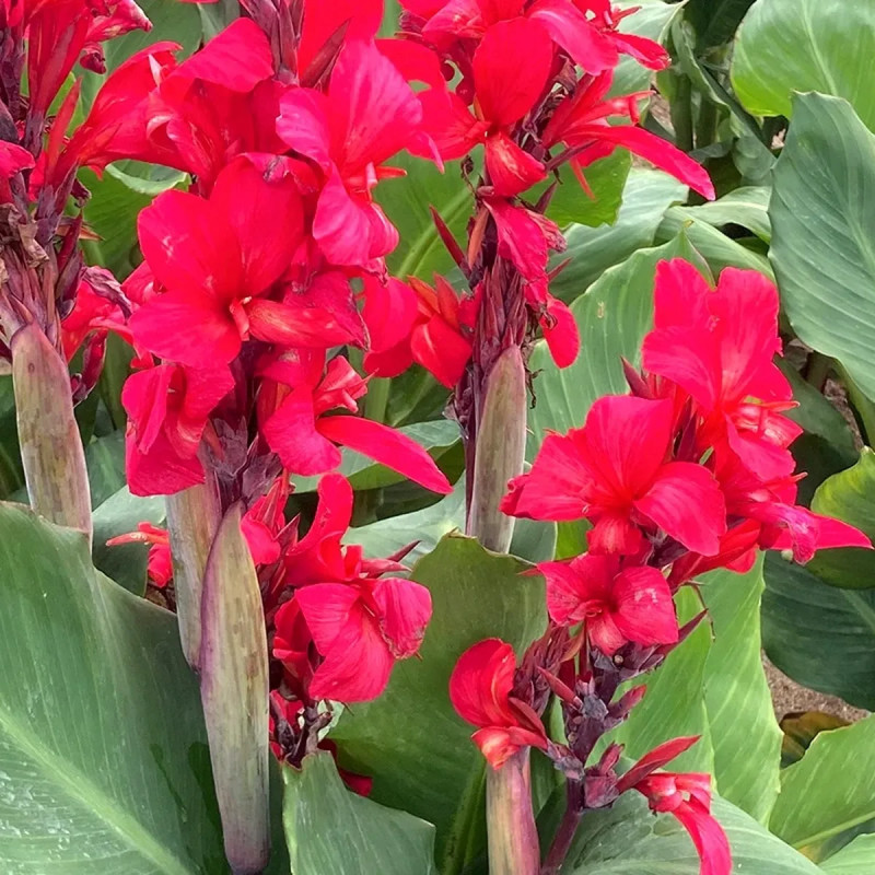 Canna nain Zumba - Canna indica | Achat direct au producteur