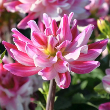Dahlia buisson nain 'Friandise' - Dahlia | Achat direct au producteur