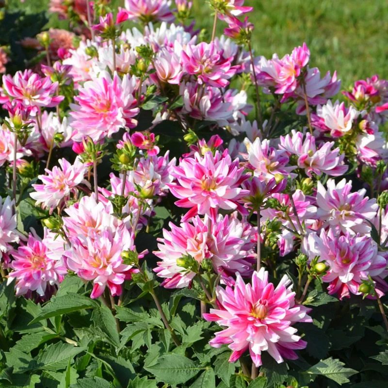 Dahlia buisson nain 'Friandise' - Dahlia | Achat direct au producteur