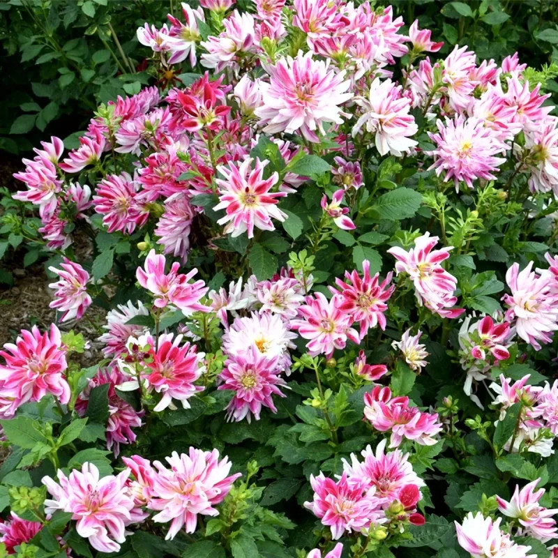Dahlia buisson nain 'Friandise' - Dahlia | Achat direct au producteur