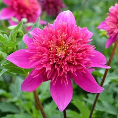 Dahlia alvéolé 'Falabella' - Dahlia | Achat direct au producteur