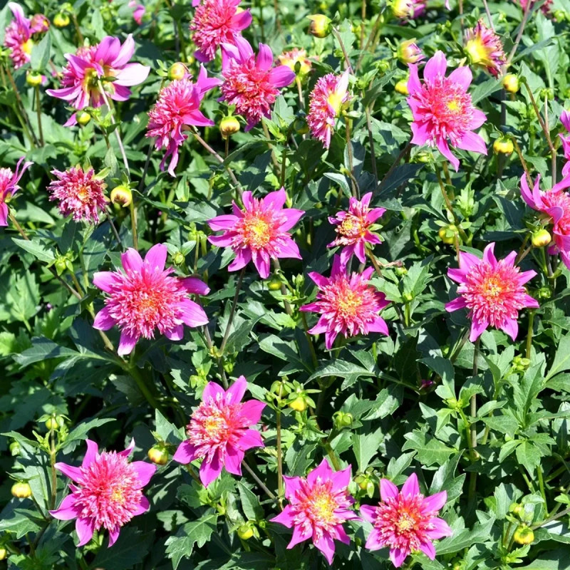 Dahlia alvéolé 'Falabella' - Dahlia | Achat direct au producteur