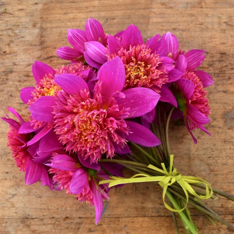 Dahlia alvéolé 'Falabella' - Dahlia | Achat direct au producteur