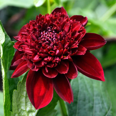 Dahlia alvéolé 'Mystère' - Dahlia | Achat direct au producteur