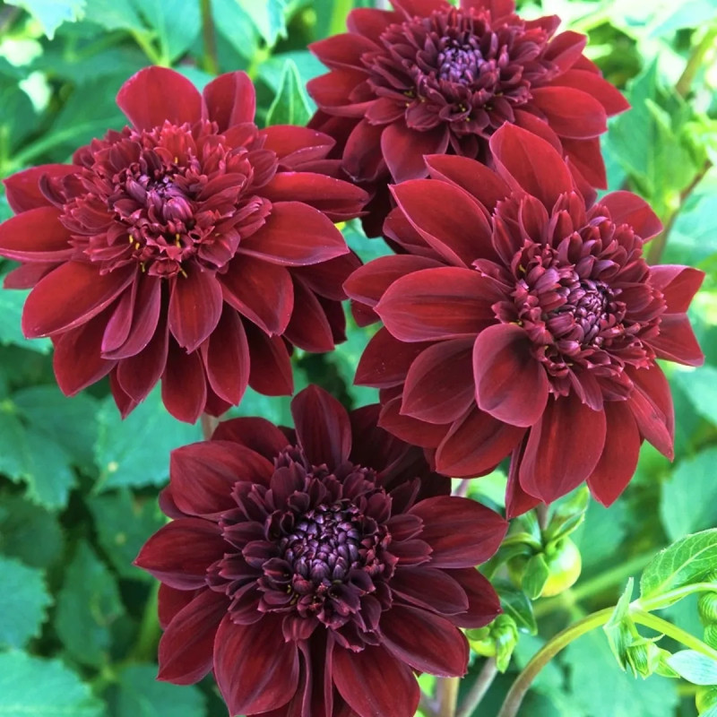 Dahlia alvéolé 'Mystère' - Dahlia | Achat direct au producteur