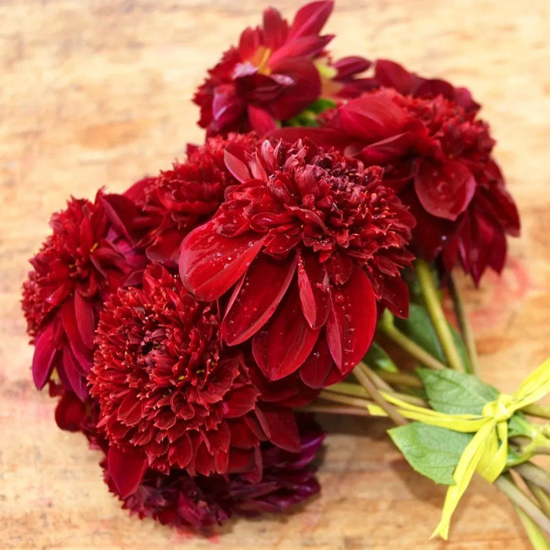 Dahlia alvéolé 'Mystère' - Dahlia | Achat direct au producteur