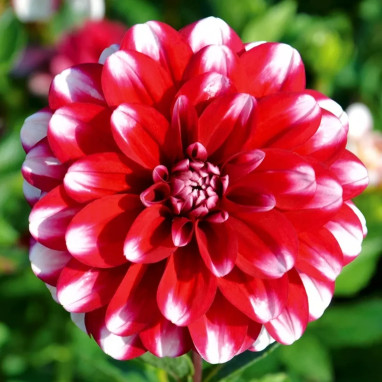 Dahlia décoratif nain 'Jamaica' - Dahlia | Achat direct producteur