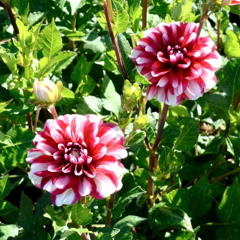 Dahlia décoratif nain 'Jamaica' - Dahlia | Achat direct producteur